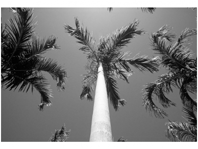 AP DIGITAL fototapetai 470073 Palms