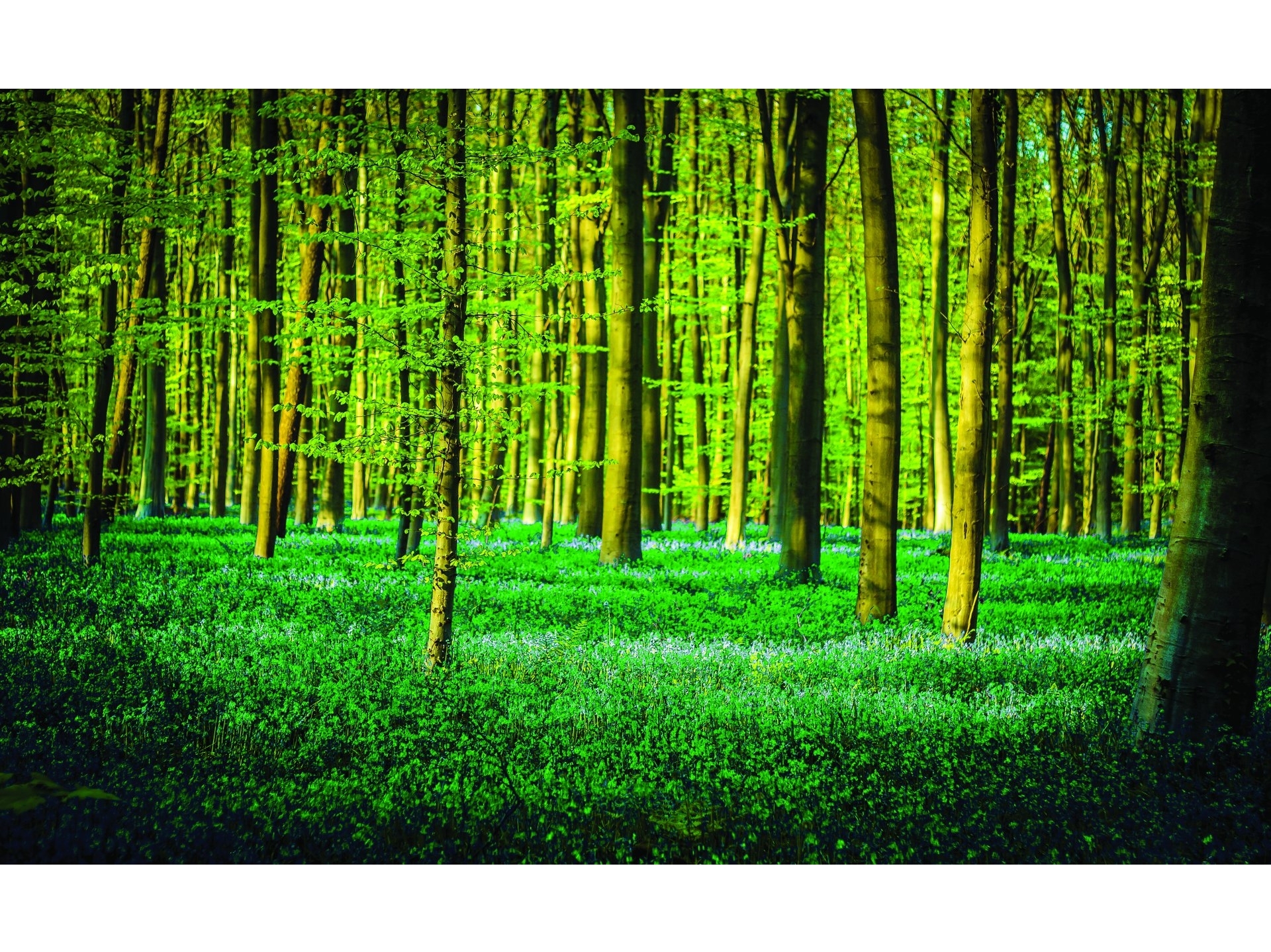 Mattelux зеленый лес